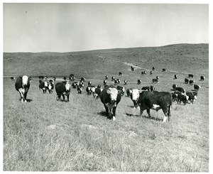 Image description is not available for PHO-4-W689-338